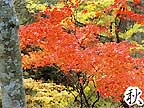 秋 天皇の間記念公園